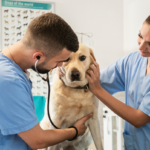 ¿Vale la pena estudiar asistencia veterinaria? Te lo contamos