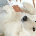 Guía básica sobre primeros auxilios en perros y gatos