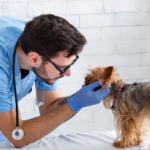 Primeros auxilios veterinarios: qué hacer ante una emergencia