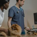 Cómo ser auxiliar técnico veterinario: ¿qué formación necesitas?