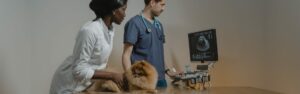Descubre cómo ser auxiliar técnico veterinario a través de nuestra formación